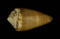 藏品(晚霞芋螺)的圖片